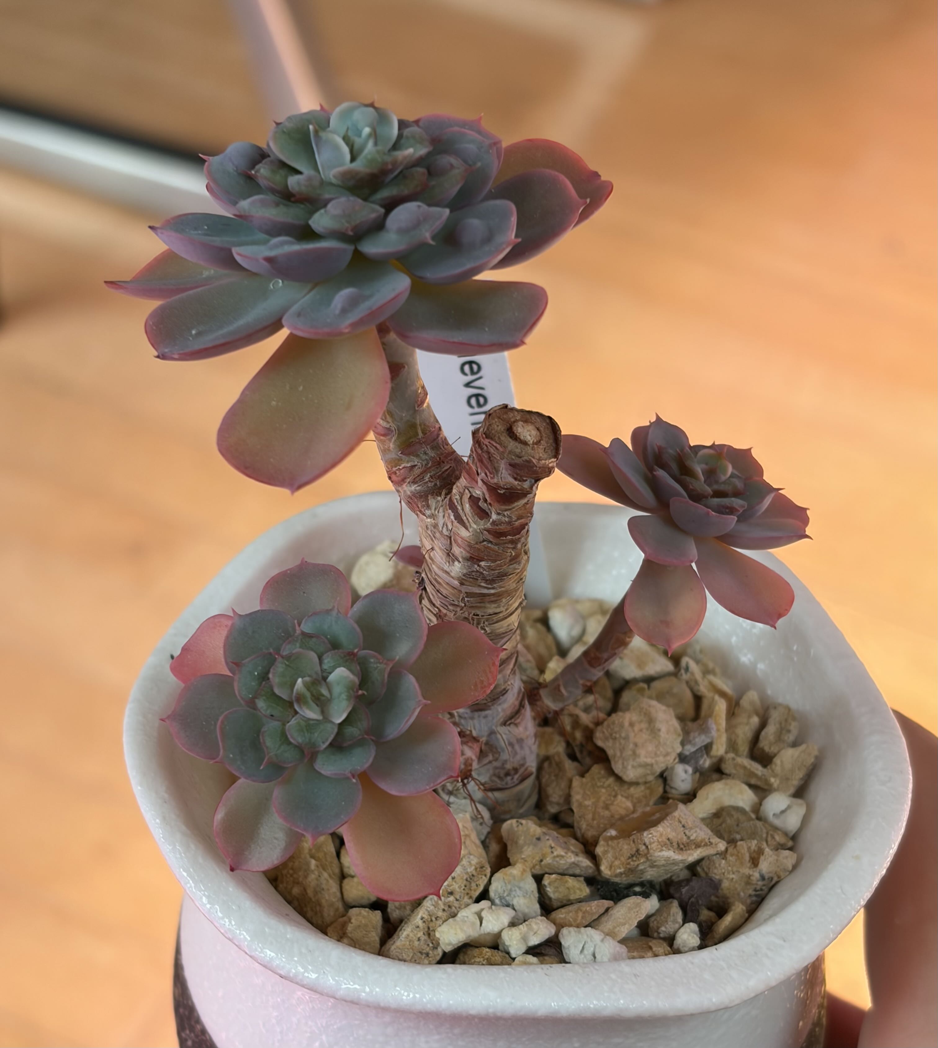 Photo from the post
