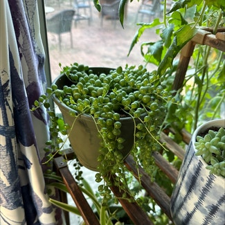 String of Pearls plant in Collegeville, Pennsylvania