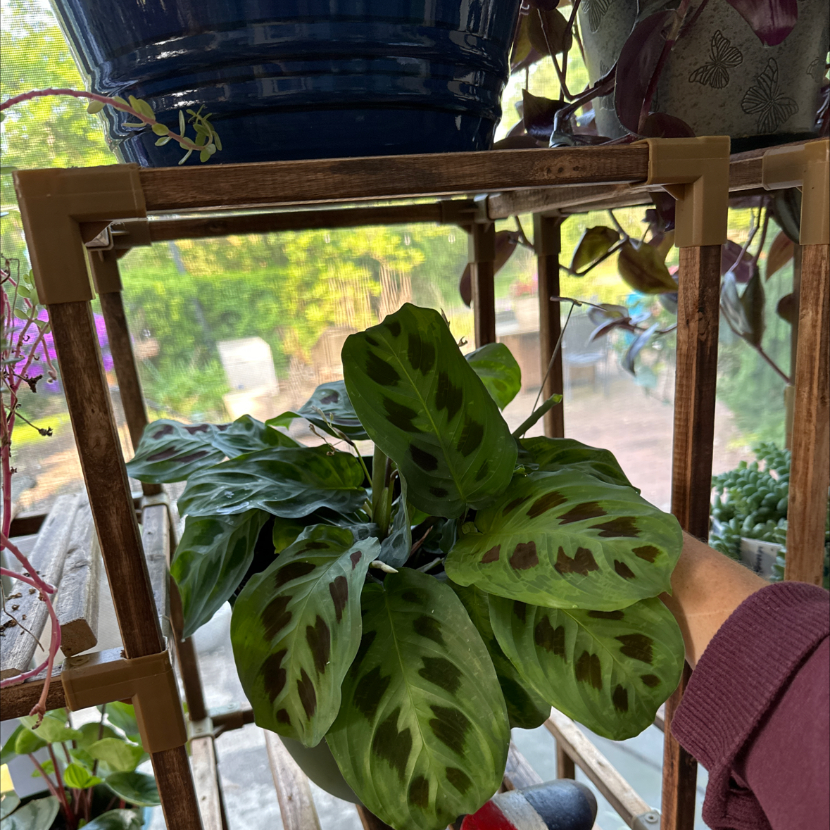 Prayer Plant with green leaves and dark spots, held by a hand on a wooden shelf.