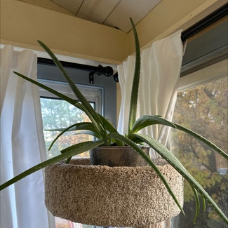 Aloe Vera plant in Collegeville, Pennsylvania