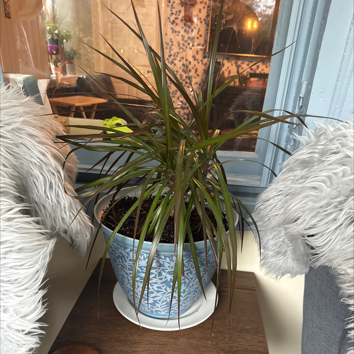 Dracaena marginata 'Bicolor' plant in a decorative pot indoors, healthy with visible soil.
