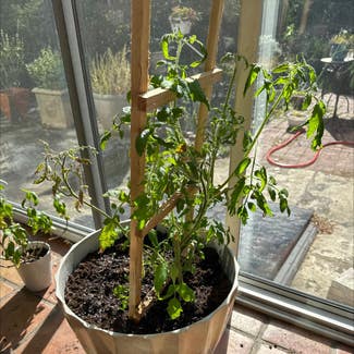 Tomato Plant plant in Collegeville, Pennsylvania