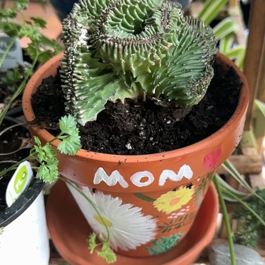 Photo of the plant species Crested African Candelabra by Amanda named Drak on Greg, the plant care app