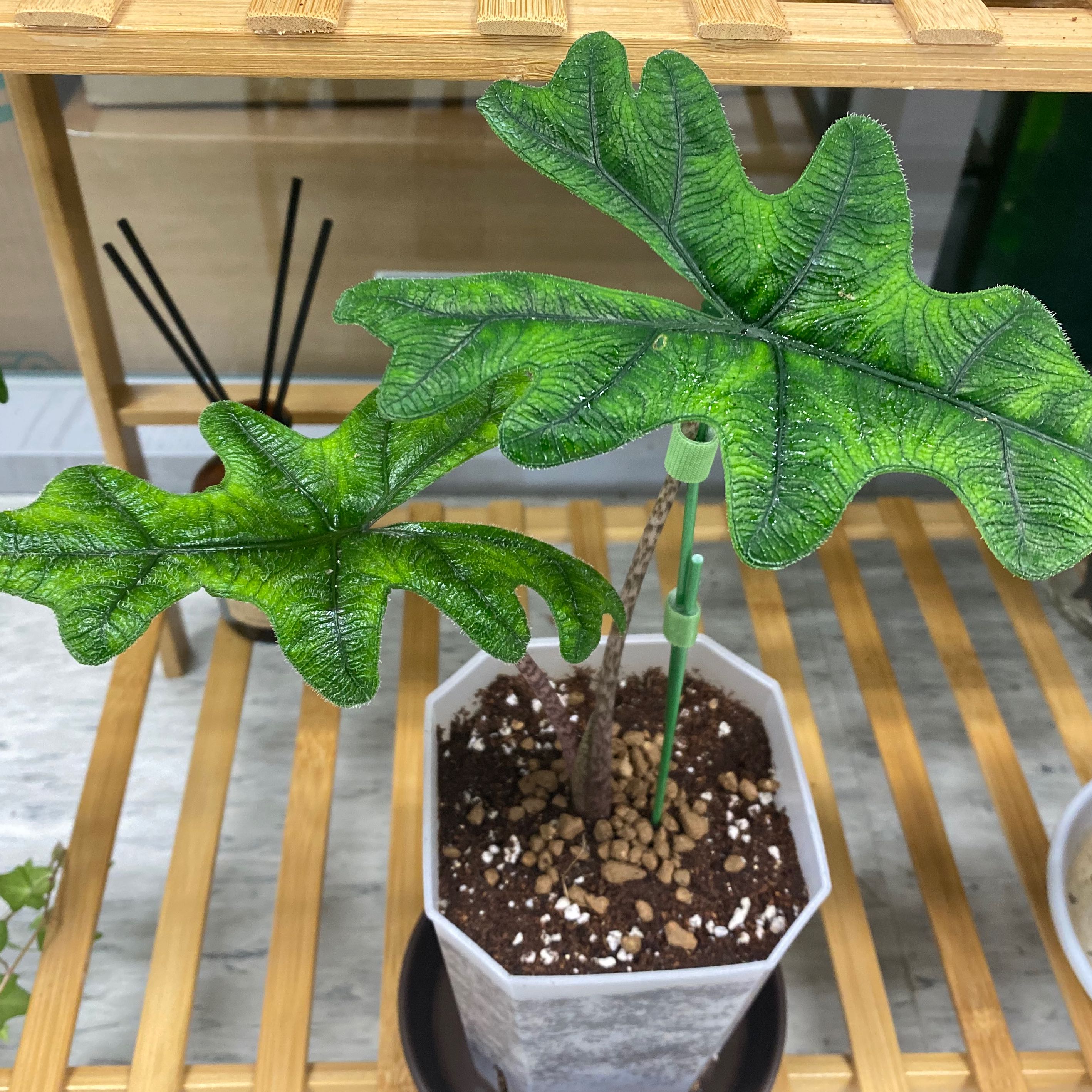 Photo of the plant species Bat Alocasia by Plant parent named Duke on Greg, the plant care app