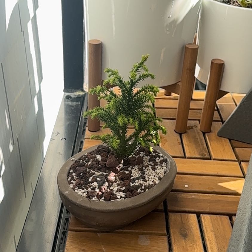 Photo of the plant species Japanese Cedar by @12escoot named Luna on Greg, the plant care app