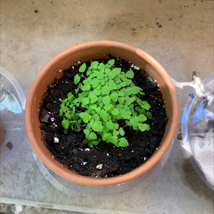 Small potted Catnip plant with healthy green leaves and visible soil.