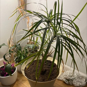 Dragon Tree plant photo by @AmiesPlants named Dragon on Greg, the plant care app.