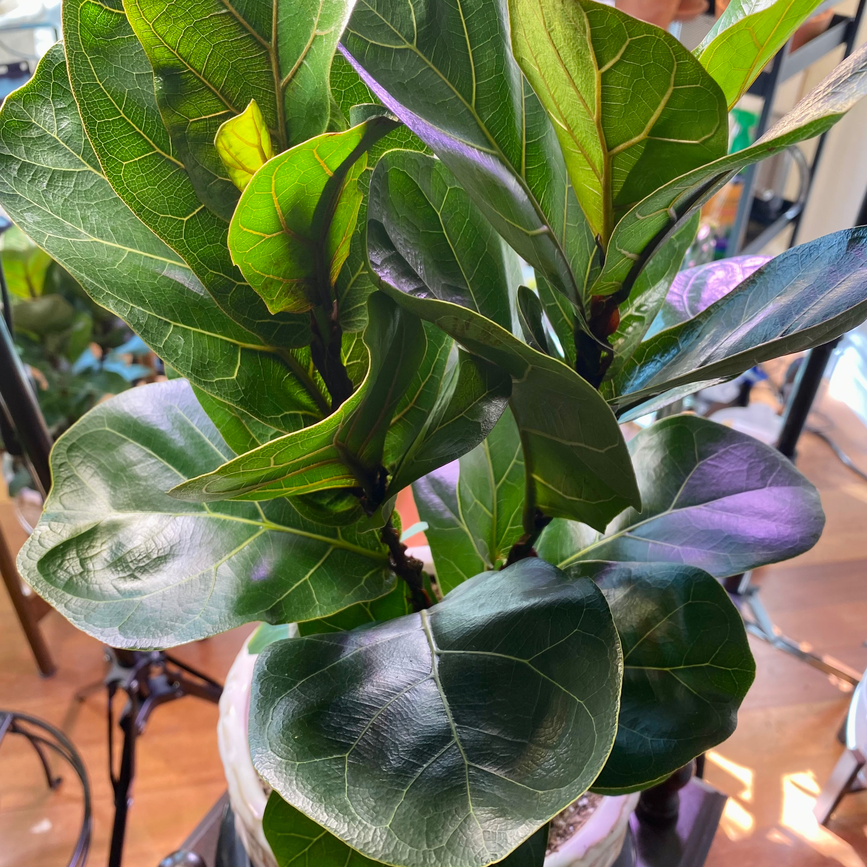 Dwarf Fiddle Leaf Fig plant with large, glossy, dark green leaves in a pot.