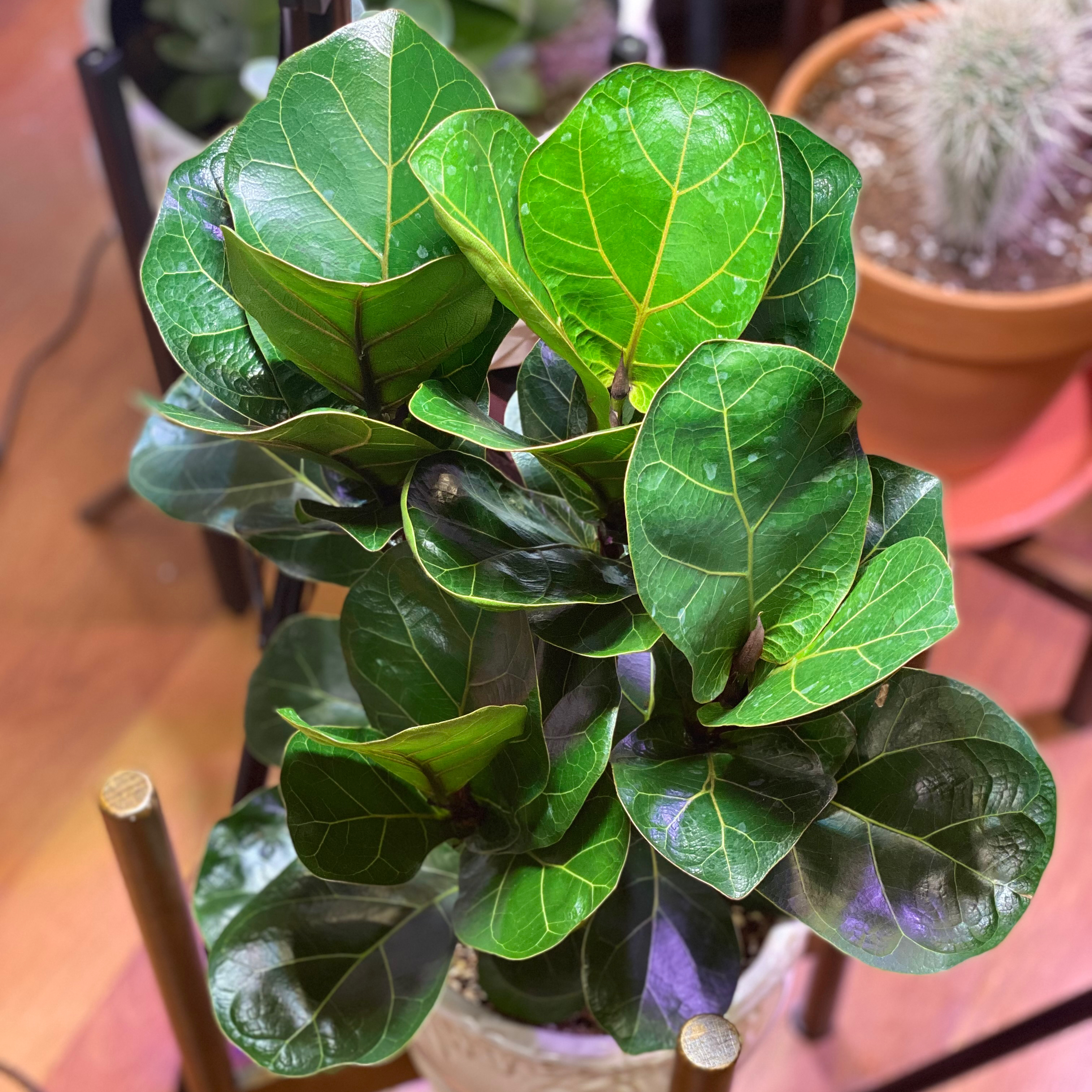 Healthy Dwarf Fiddle Leaf Fig plant with vibrant green leaves in a pot.