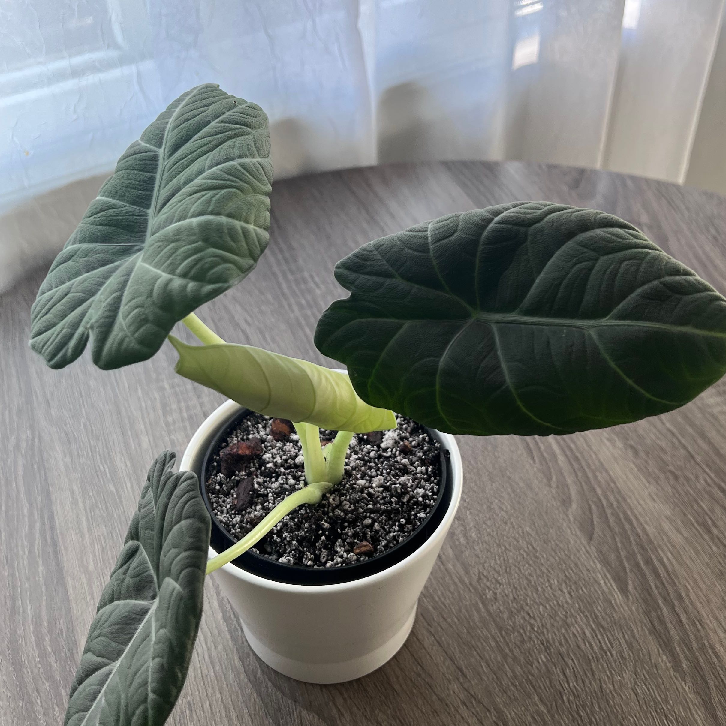 Potted Alocasia 'Maharani' plant with large, dark green leaves on a table.