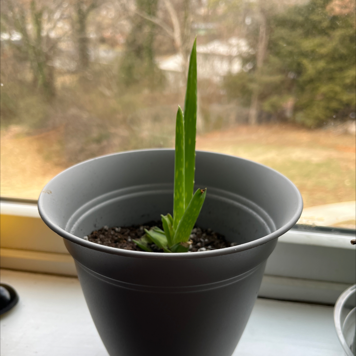 Aloe vera plant photo by @owensplants named Wilson on Greg, the plant care app.