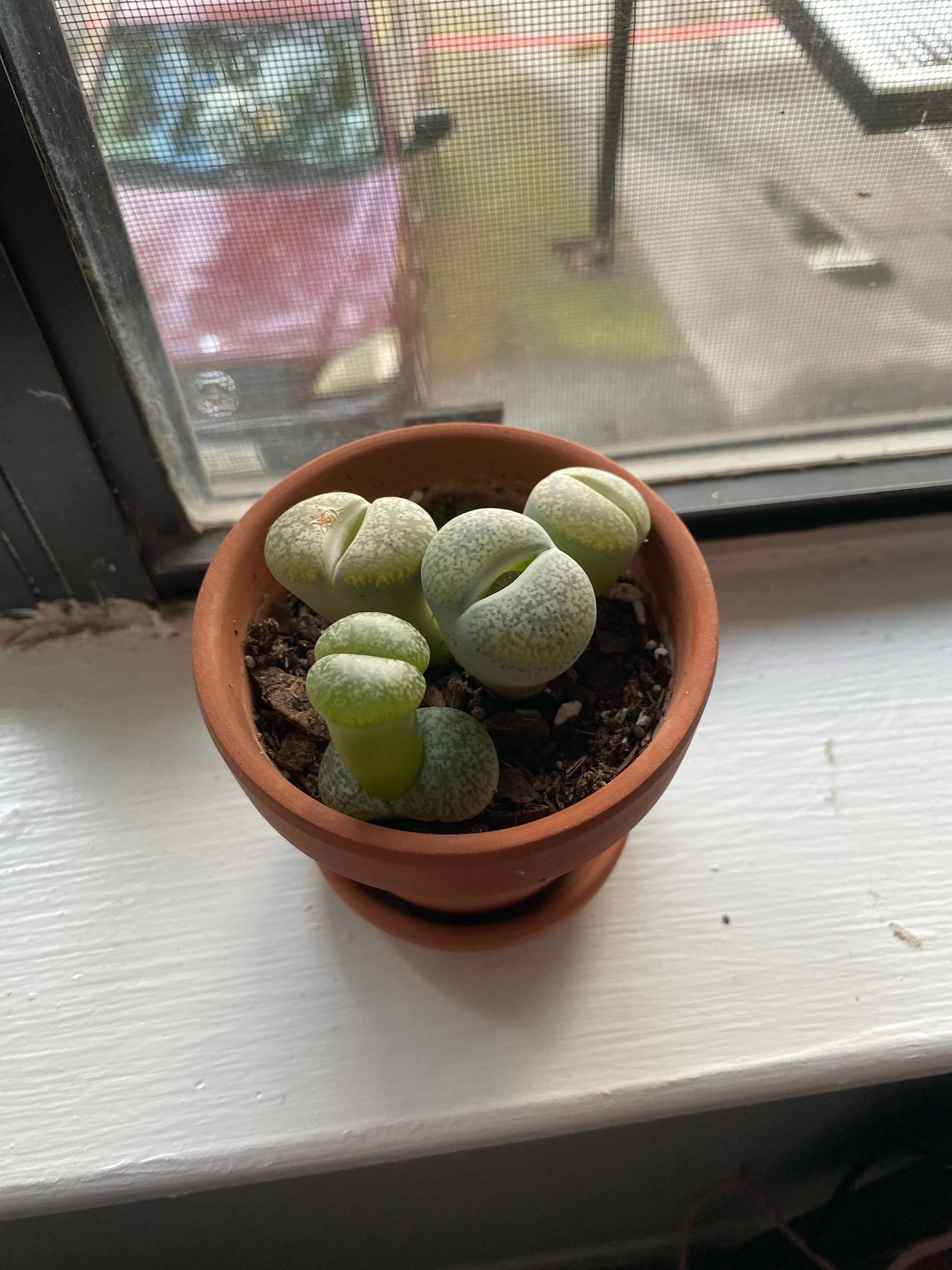 Potted Lithops bromfieldii plant on a windowsill, healthy with visible soil.