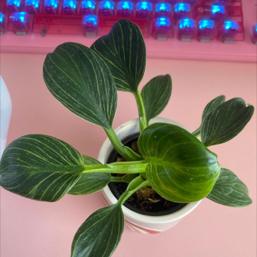 Philodendron Birkin plant in a small pot with healthy variegated leaves.
