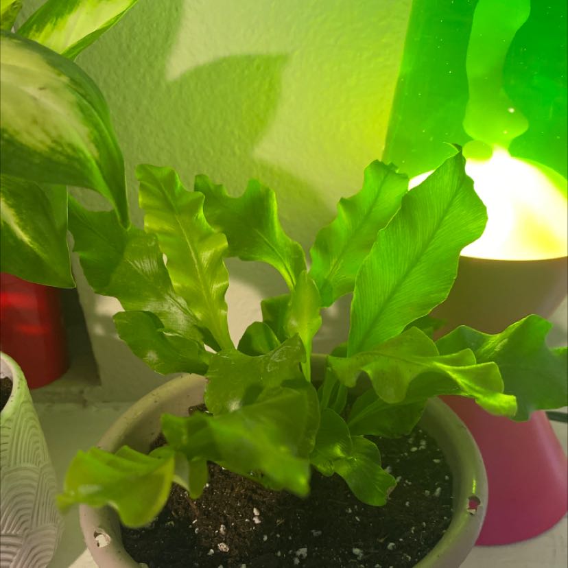 Healthy Bird's Nest Fern with lush, wavy green leaves in a white ceramic pot, no signs of discoloration or disease.