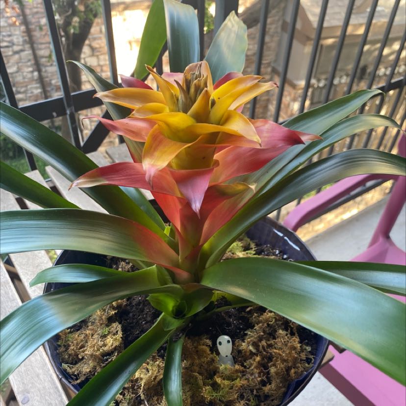 Closeup of a healthy, blooming Droophead Tufted Airplant with vibrant red and yellow flower bracts surrounded by arching green leaves.