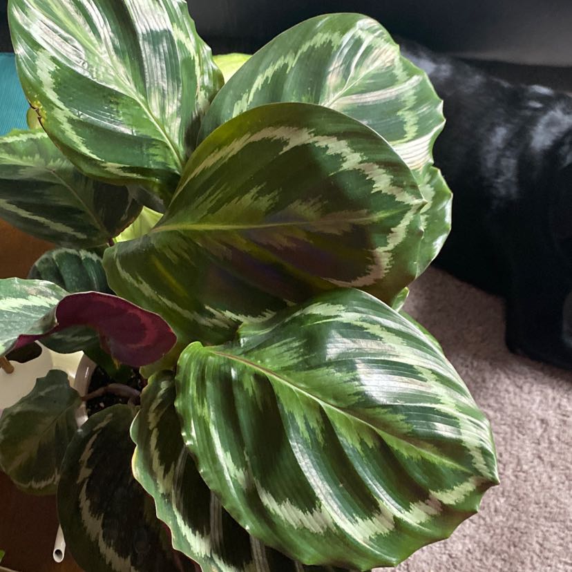 Close-up of a healthy rose calathea plant with glossy, oval-shaped leaves featuring distinctive light and dark green striping.