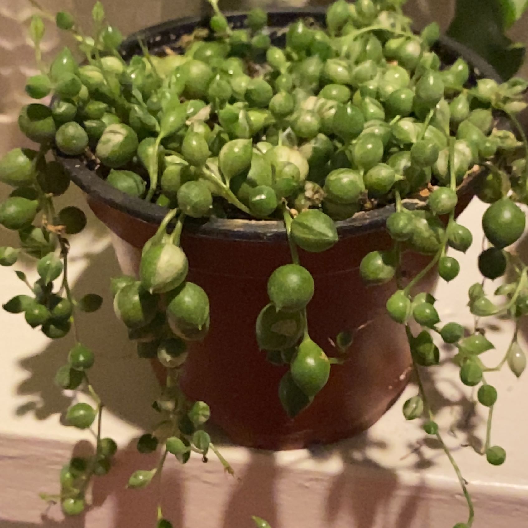 String of Pearls plant in a small pot, healthy with vibrant green leaves.