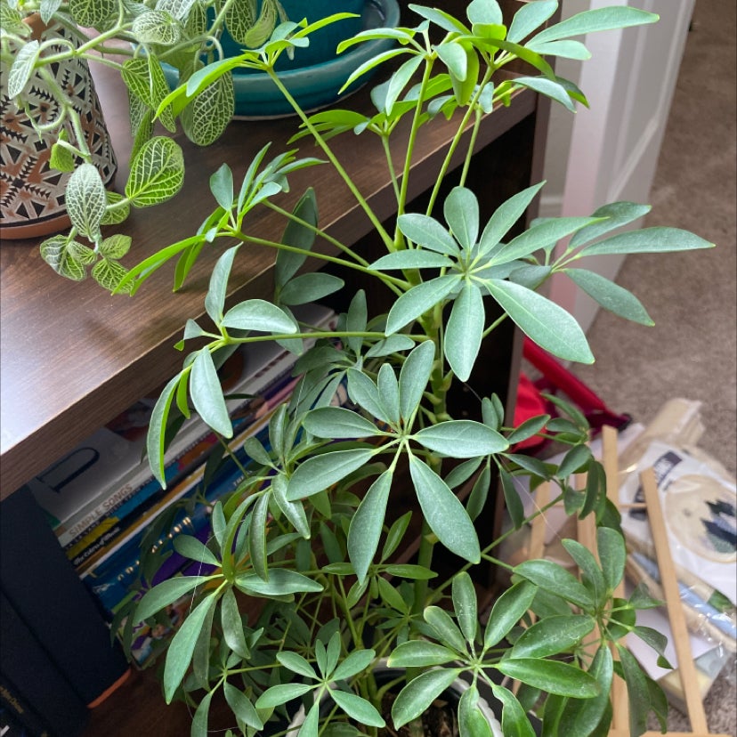 Healthy, lush Dwarf Umbrella Tree plant with vibrant green leaves, growing in a decorative planter indoors.