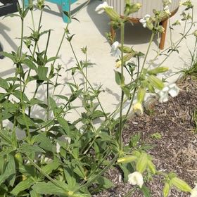 Photo of the plant species Bladder Campion by Jennifer named Sage on Greg, the plant care app