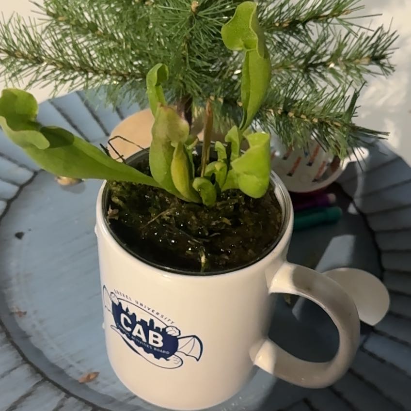 Purple Pitcher Plant in a mug with a small pine tree in the background.