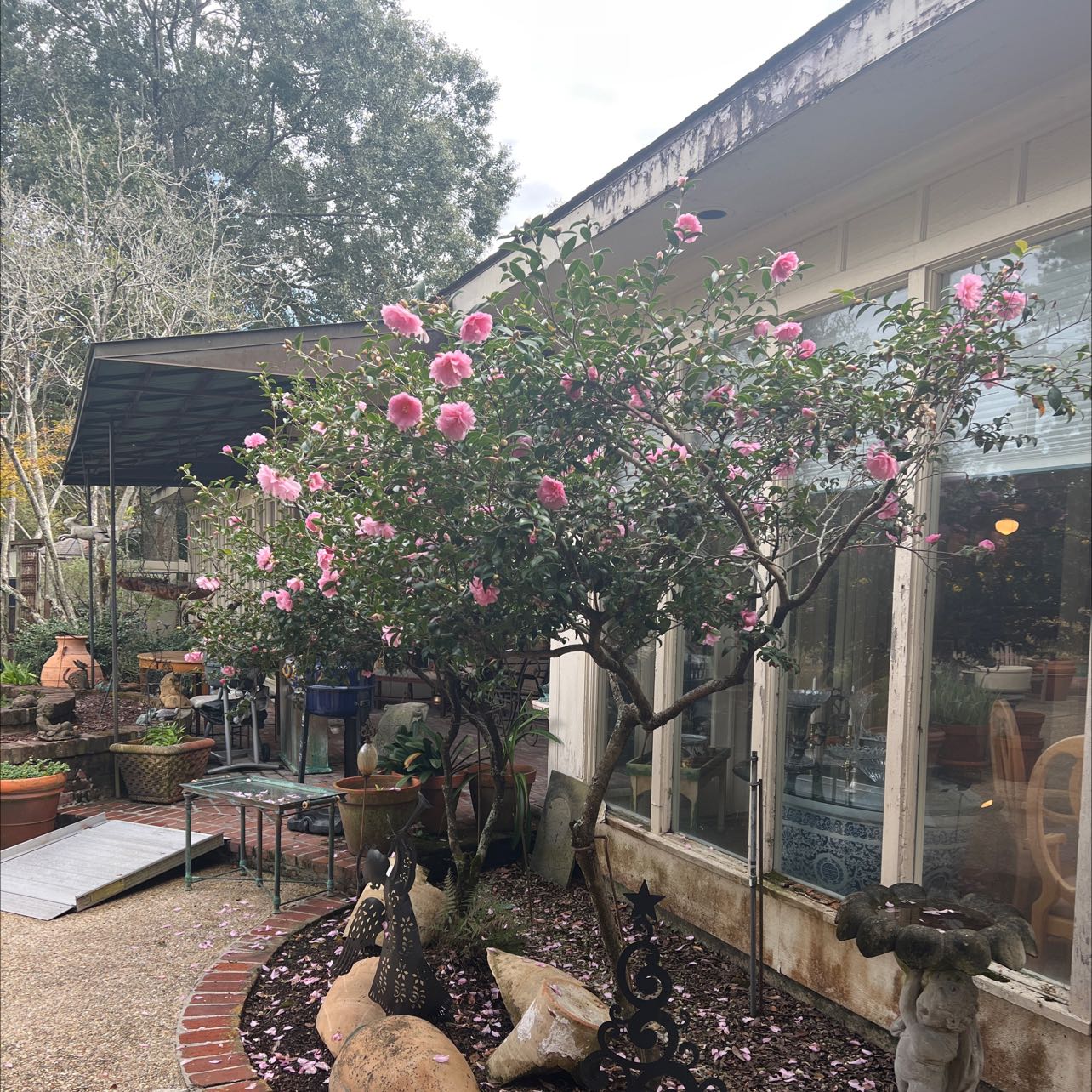 Camellia plant with pink flowers in a garden setting.