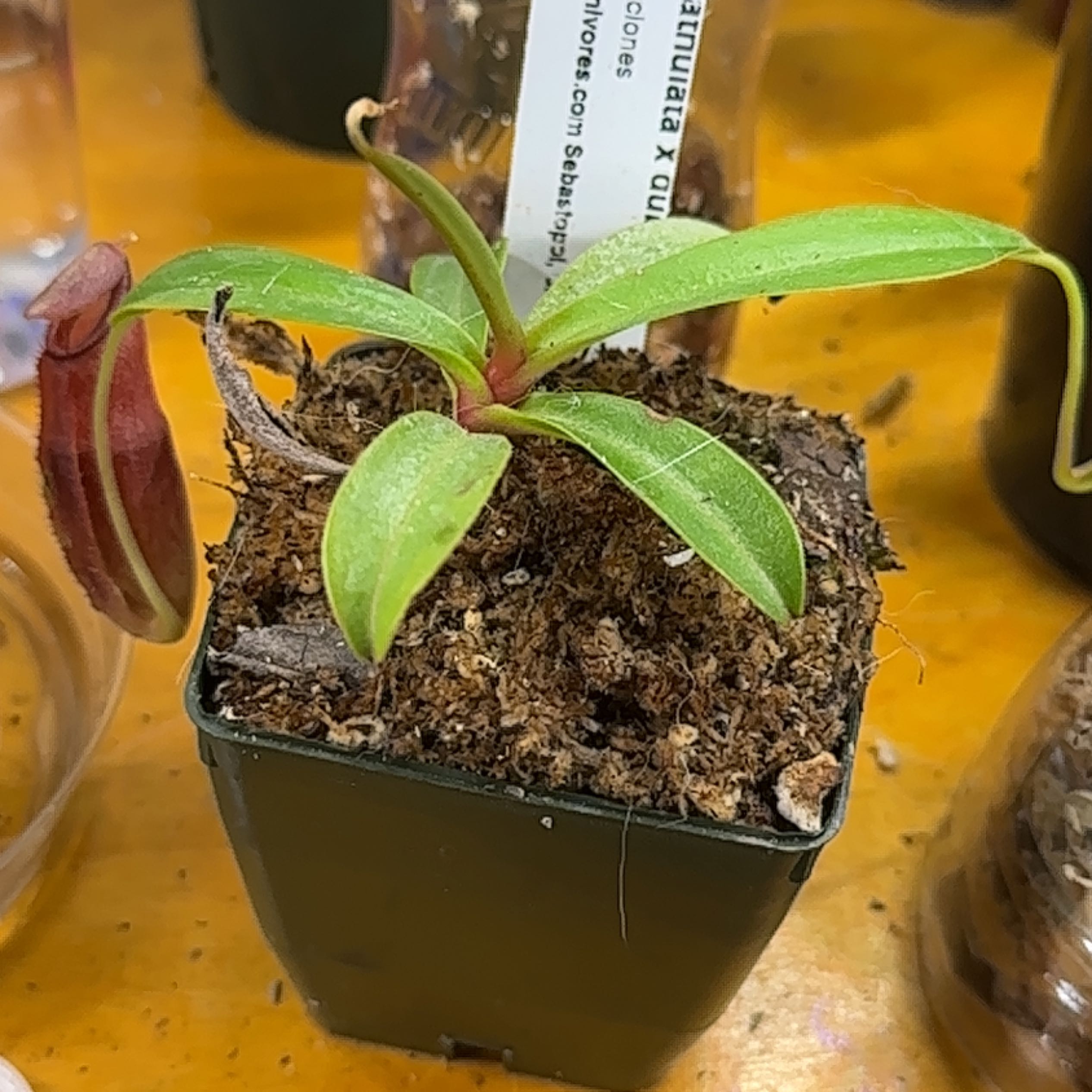 Photo of the plant species Tropical Pitcher Plant by @Sean named Rango on Greg, the plant care app