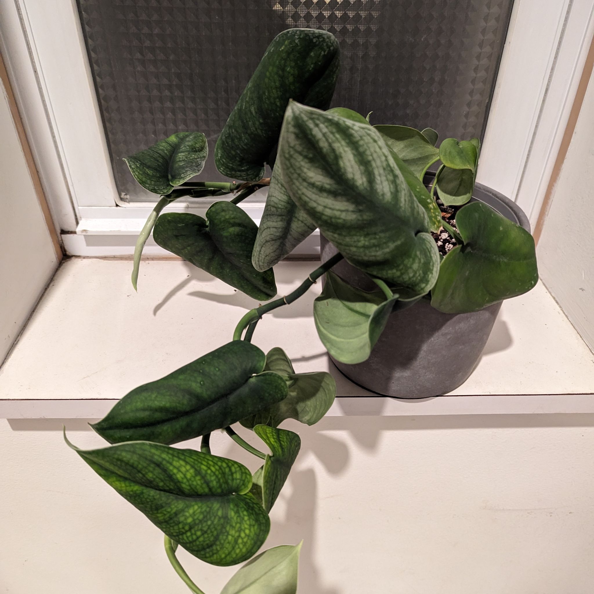 Jade Satin Pothos plant in a pot on a windowsill with mostly healthy leaves.
