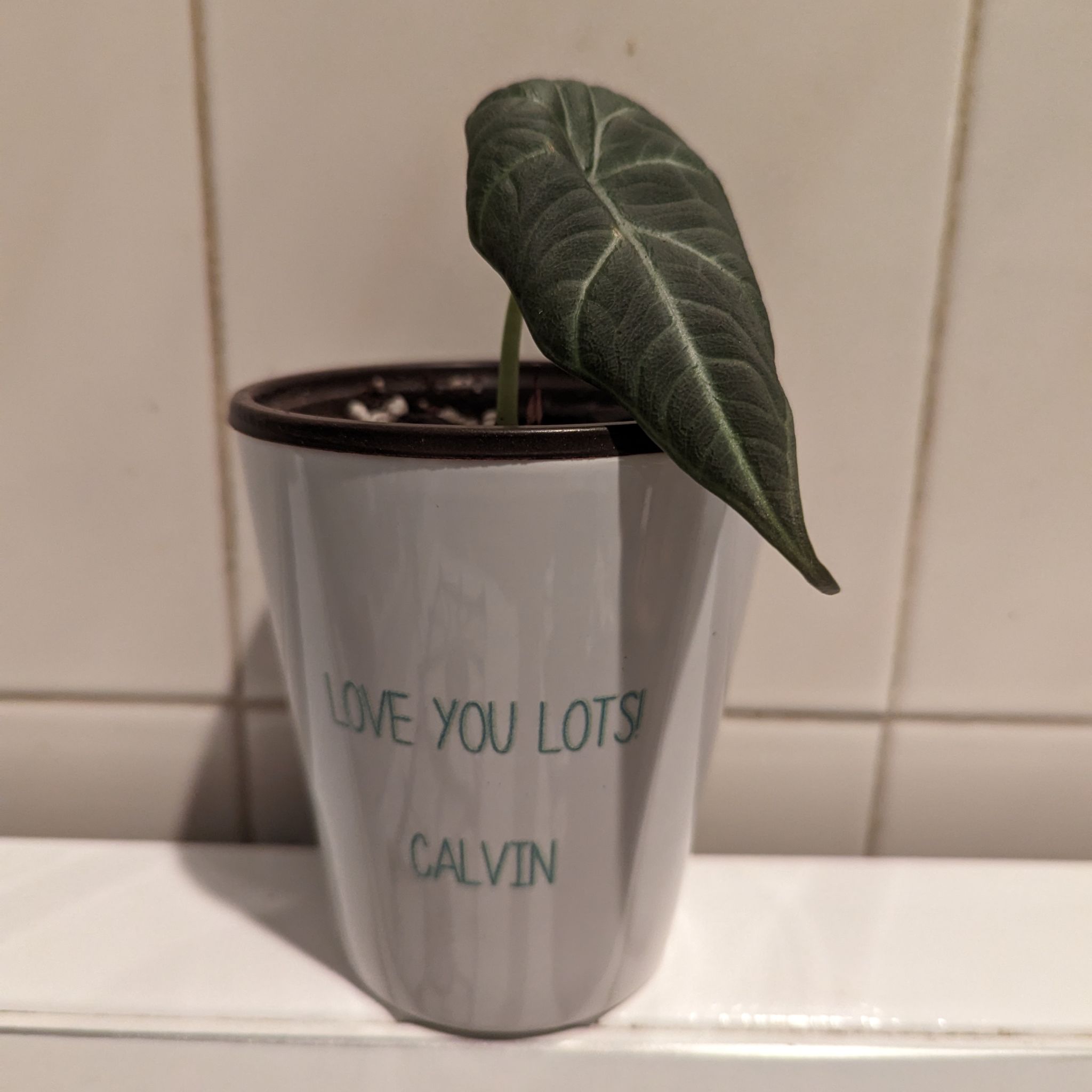 Alocasia 'Maharani' plant in a pot with text 'LOVE YOU LOTS! CALVIN'.