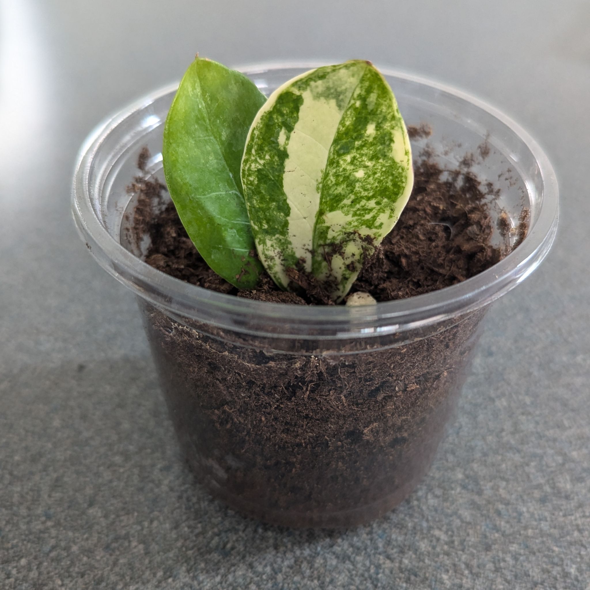Photo of the plant species ZZ Plant Variegated by @EvenAwesomer named Bocachica on Greg, the plant care app