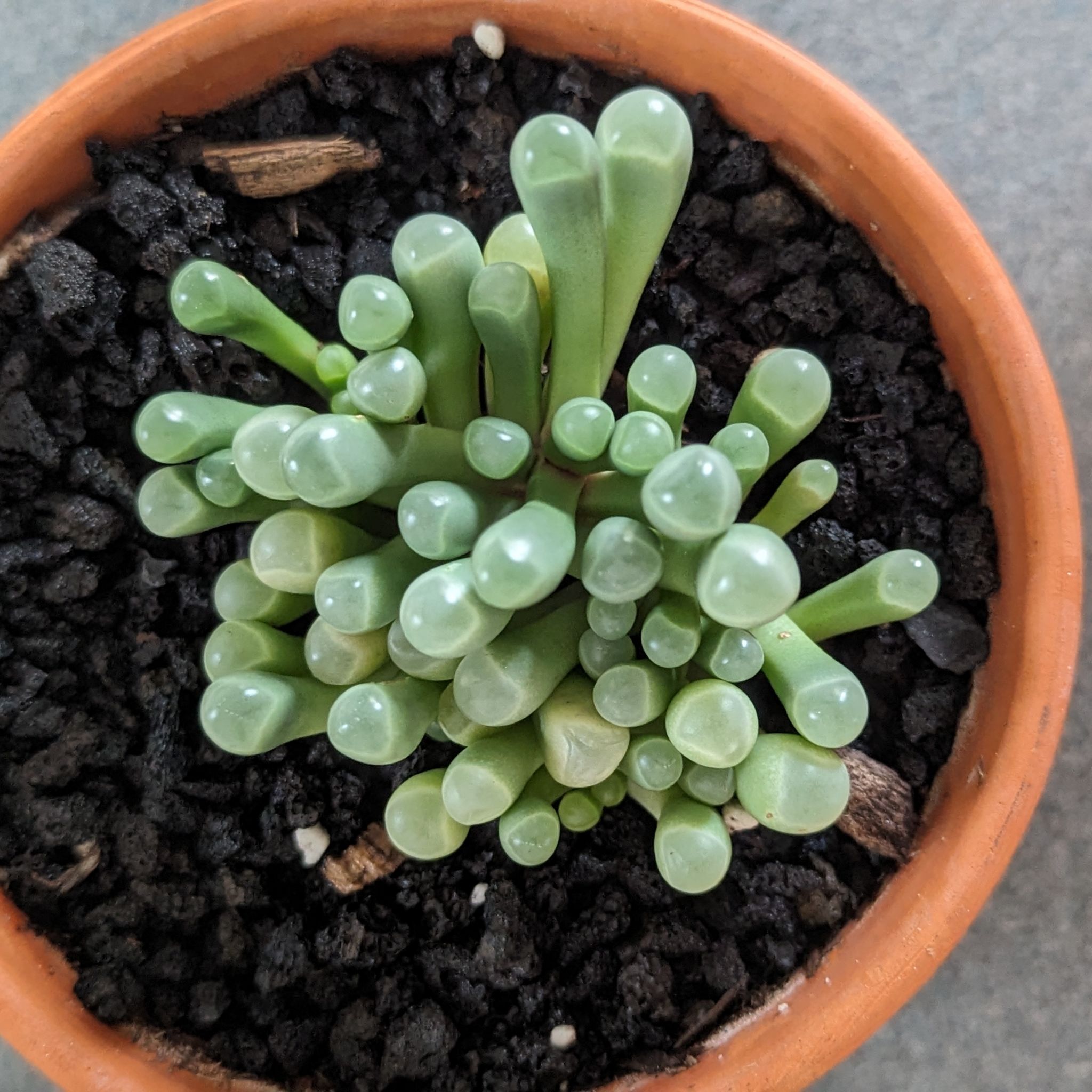Healthy Baby Toes plant (Fenestraria rhopalophylla) in a terracotta pot with visible soil.