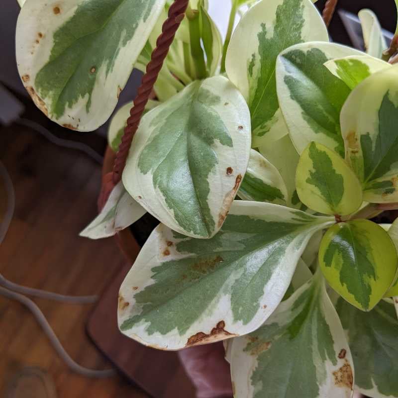 Brown spots on baby rubber plant leaves?