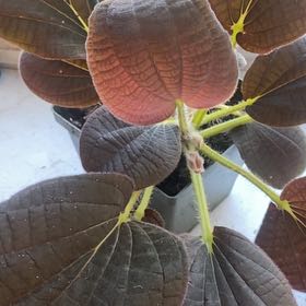 Photo of the plant species Santa Teresa Bertolonia by Chris named Doja Cat on Greg, the plant care app