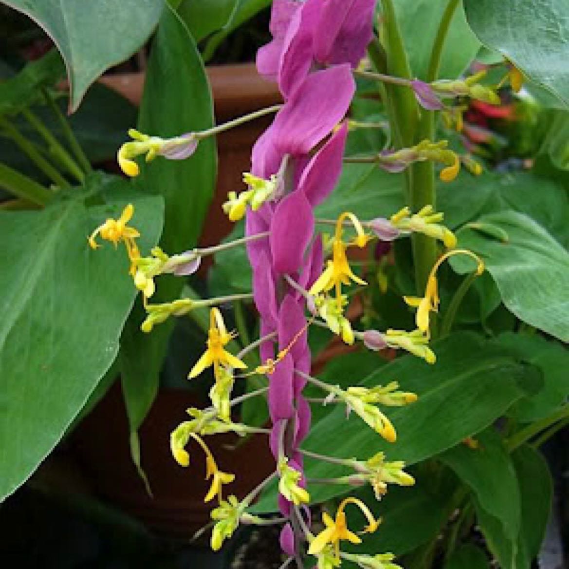 Photo of the plant species Dancing Ladies Ginger by Dominique named Elle on Greg, the plant care app
