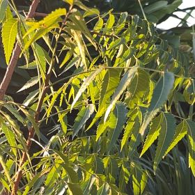 Photo of the plant species Neem by Dominique named Gomez on Greg, the plant care app