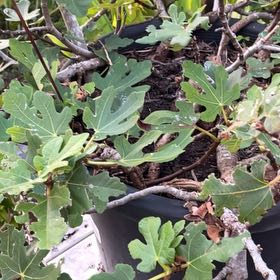 Photo of the plant species Brown Turkey Fig by Dominique named Kardashian on Greg, the plant care app