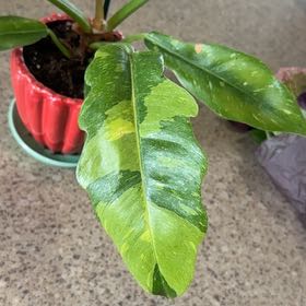 Photo of the plant species Philodrendron Ring Of Fire by @beesknees26 named Johnny Cash on Greg, the plant care app