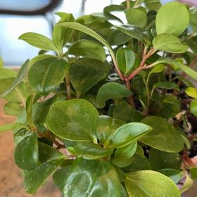 Photo of the plant species Cypress Peperomia by @beesknees26 named Pepperoni on Greg, the plant care app