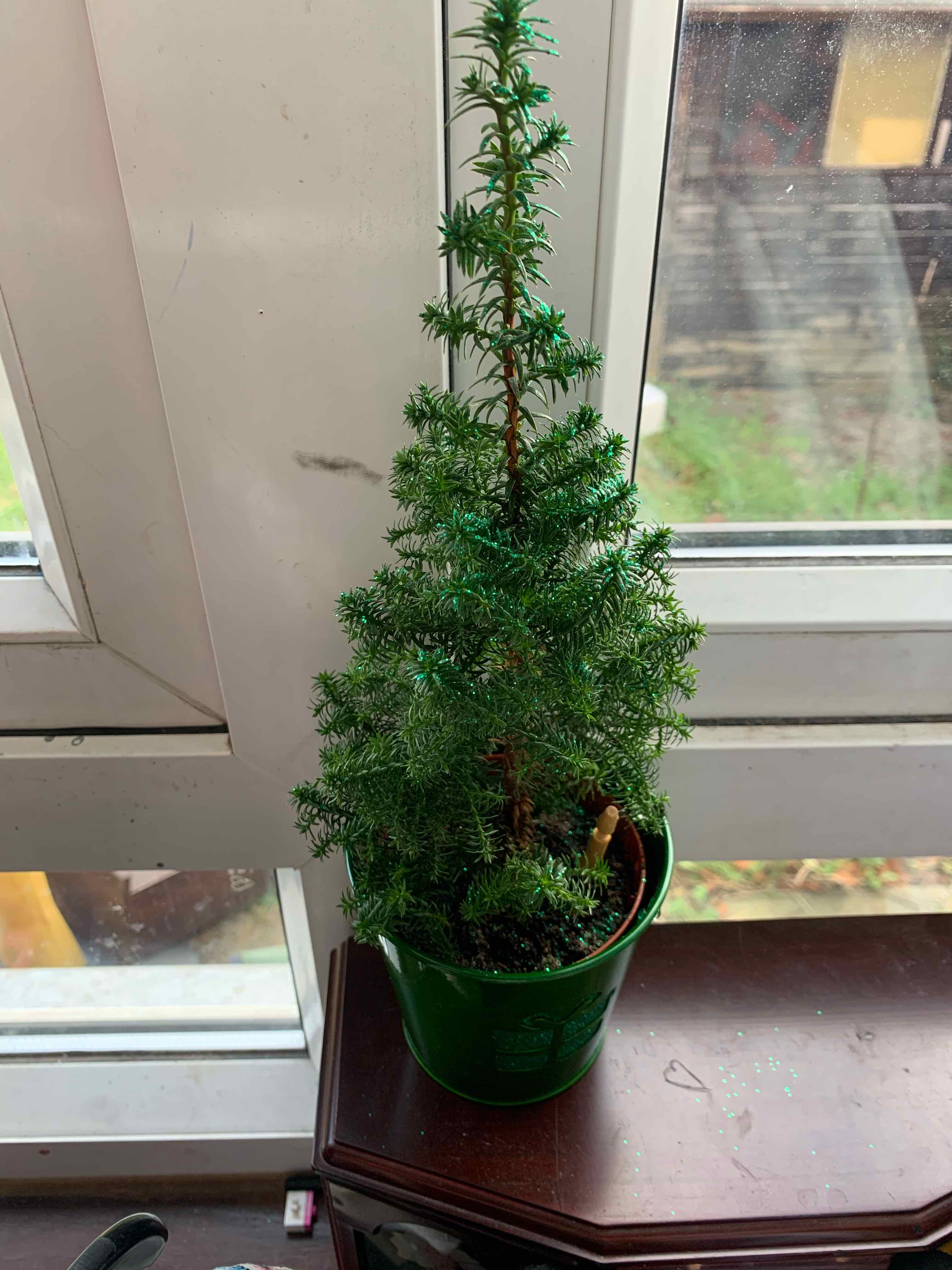Potted American Common Juniper on a windowsill with healthy green foliage.
