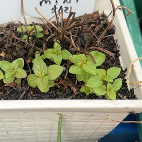 Photo of the plant species Chocolate Mint by Liz named Sproutacus on Greg, the plant care app