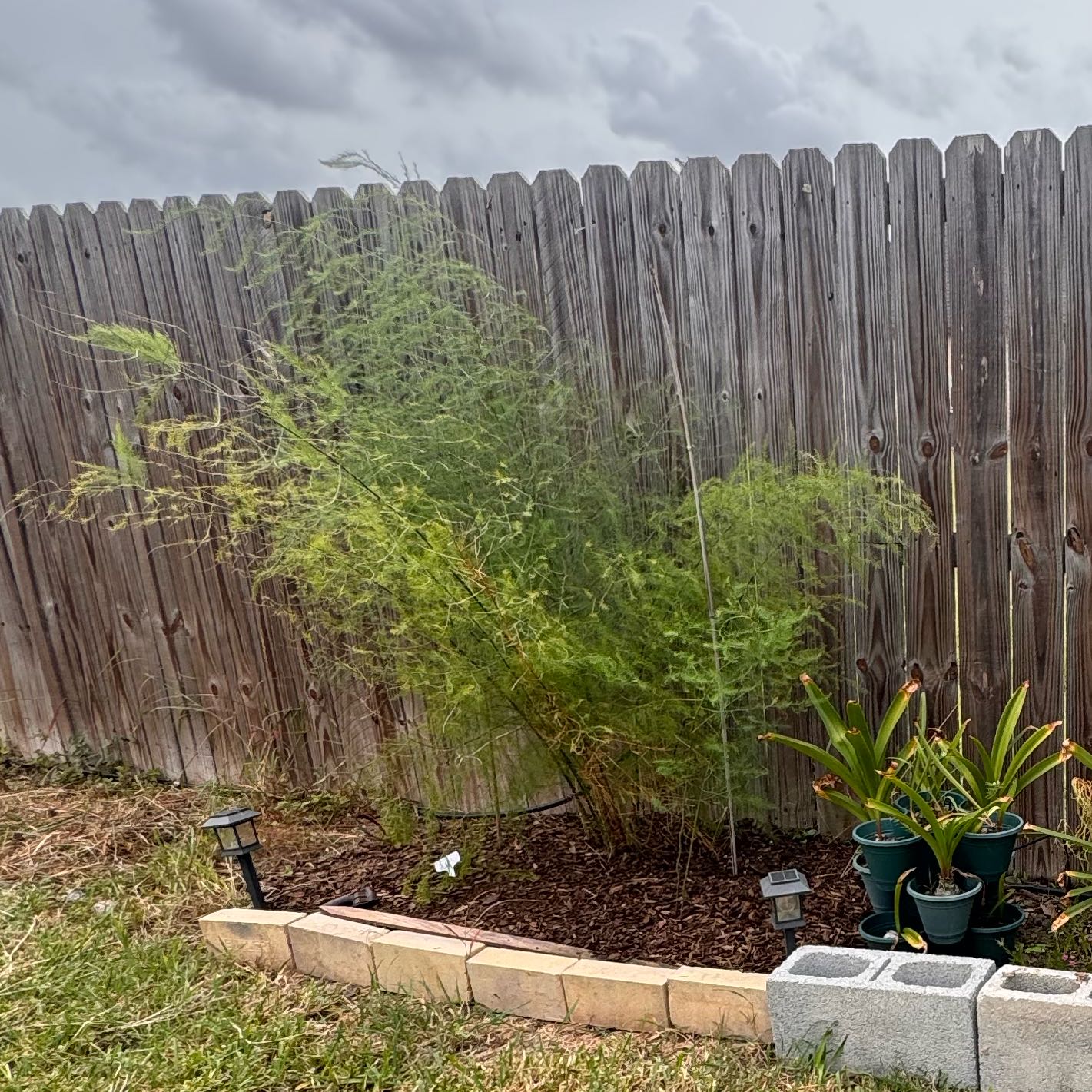 Photo of the plant species Monk's Belly Bamboo by Liz named Oscar on Greg, the plant care app