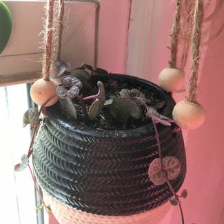 String of Hearts plant in Eau Claire, Wisconsin