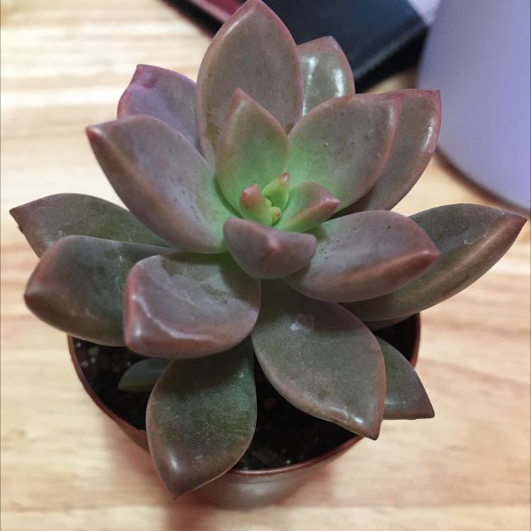 Pachyphytum 'Moon Silver' succulent with green and purple leaves in a small pot.