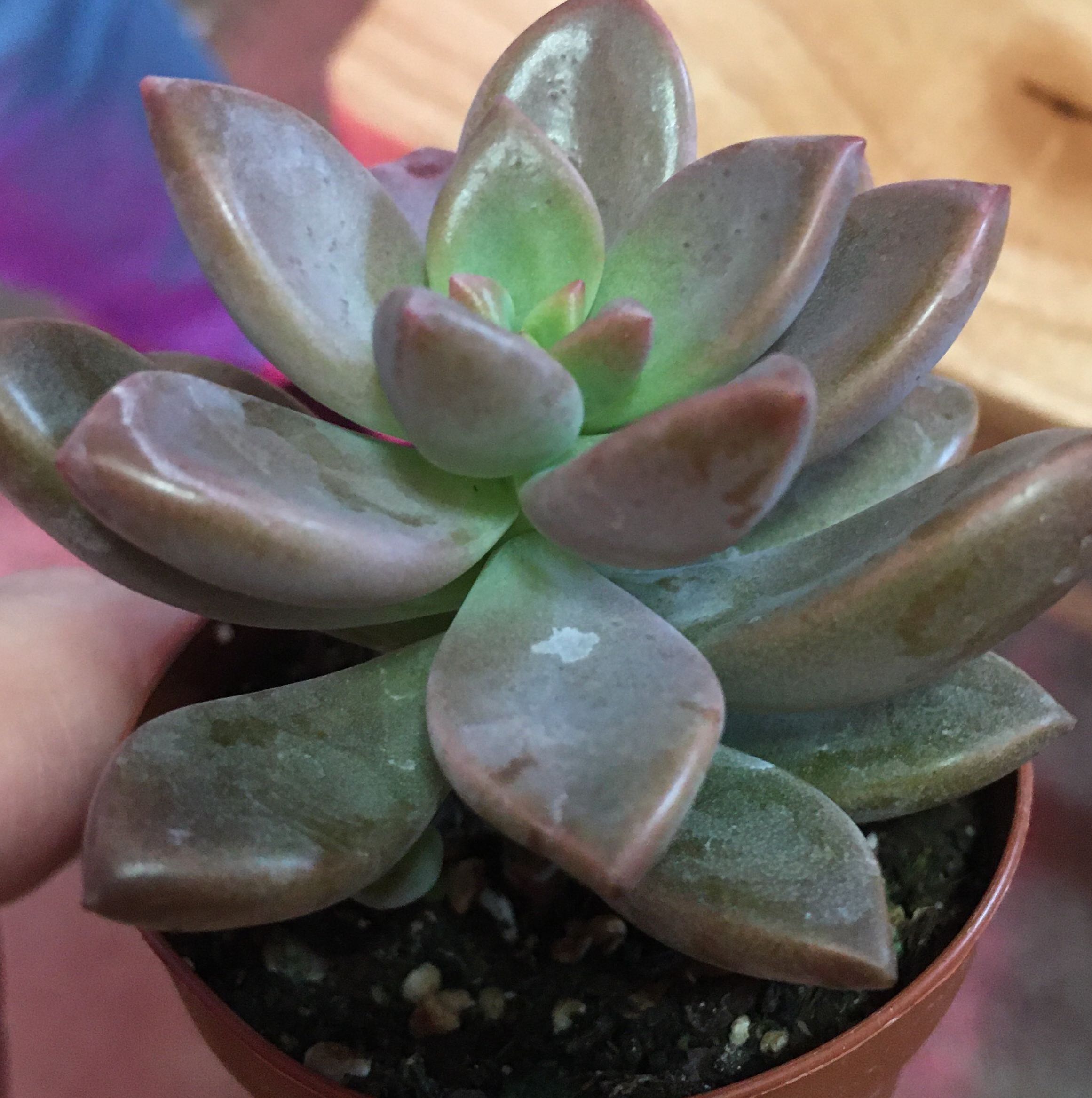 Photo of the plant species Pachyphytum kimnachii 'Moran' by @Icecreemman100 named Dr. Evil on Greg, the plant care app