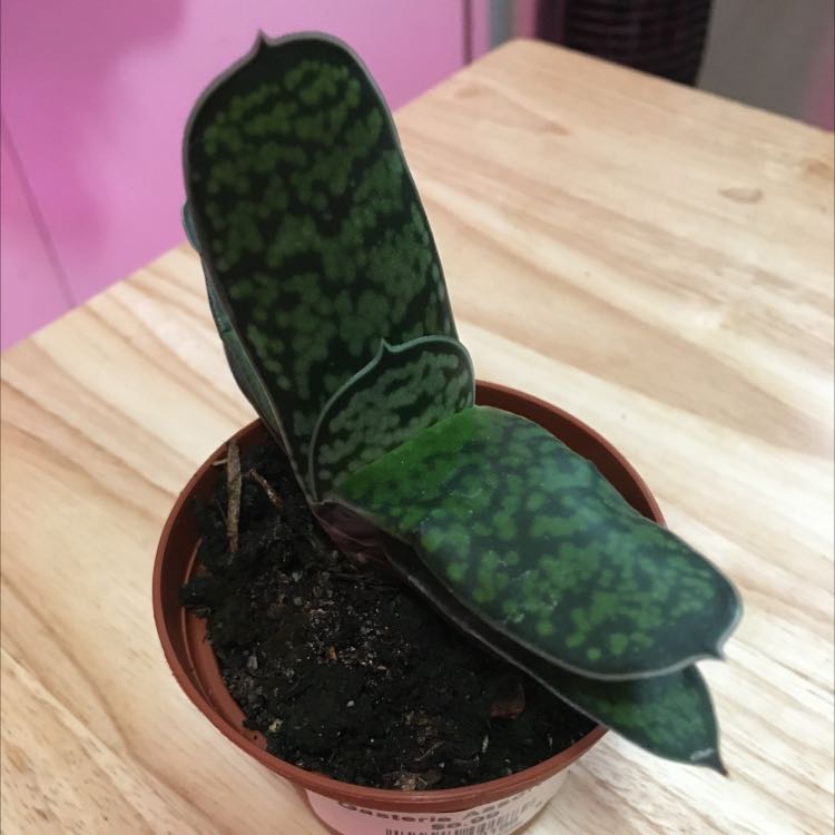 Photo of the plant species Cattle Tongue by @Icecreemman100 named Succa on Greg, the plant care app
