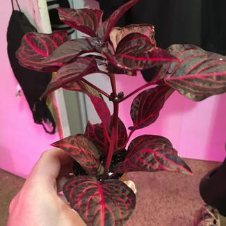 Bloodleaf plant in Eau Claire, Wisconsin