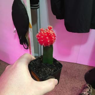 Moon Cactus plant in Eau Claire, Wisconsin