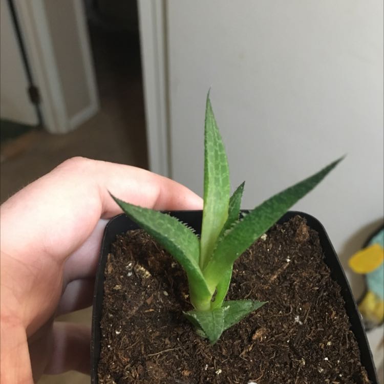 A healthy Haworthia venosa plant in a pot with visible soil, held by a hand.
