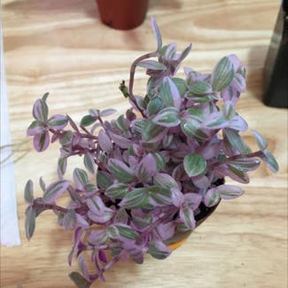 Creeping Inch Plant plant in Eau Claire, Wisconsin