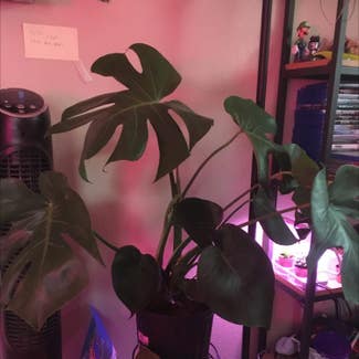 Monstera plant in Eau Claire, Wisconsin