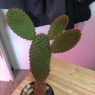 Bunny Ears Cactus plant in Eau Claire, Wisconsin
